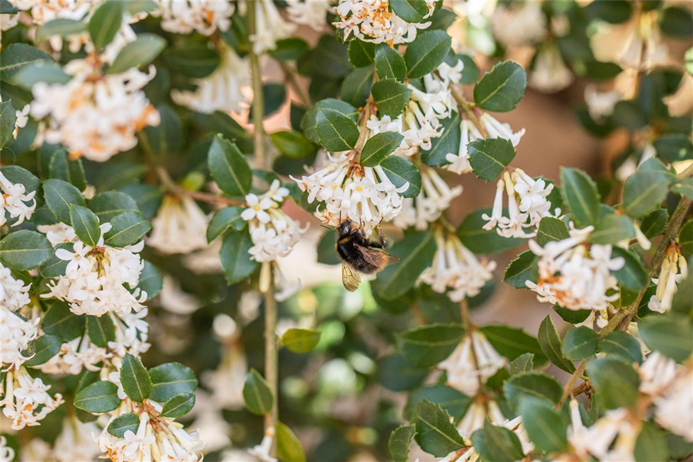 Burkwoods Duftblüte
