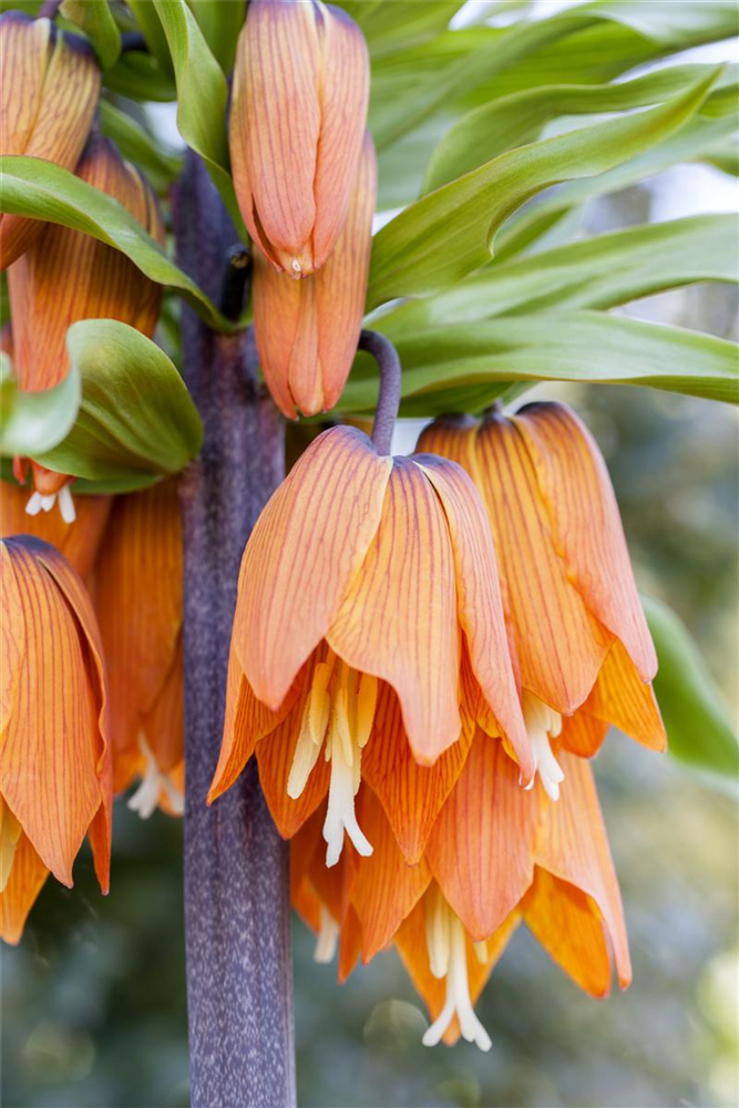 Kaiserkrone 'Rubra' - Blumenzwiebel