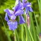 Iris sibirica