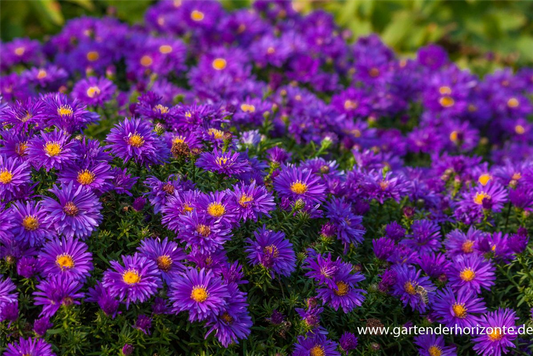 Garten-Kissen-Aster 'Augenweide'
