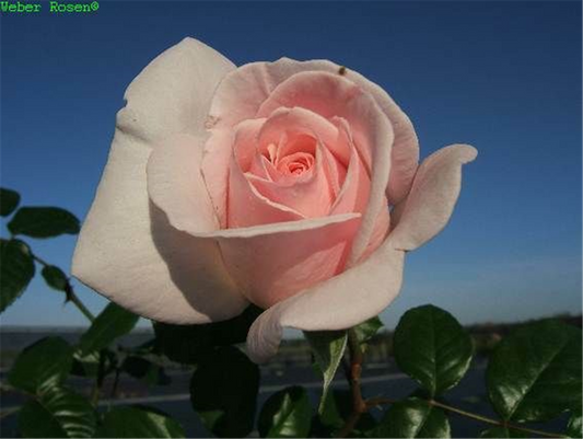 Edelrose 'Schloss Ippenburg'®