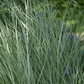 Garten-Chinaschilf