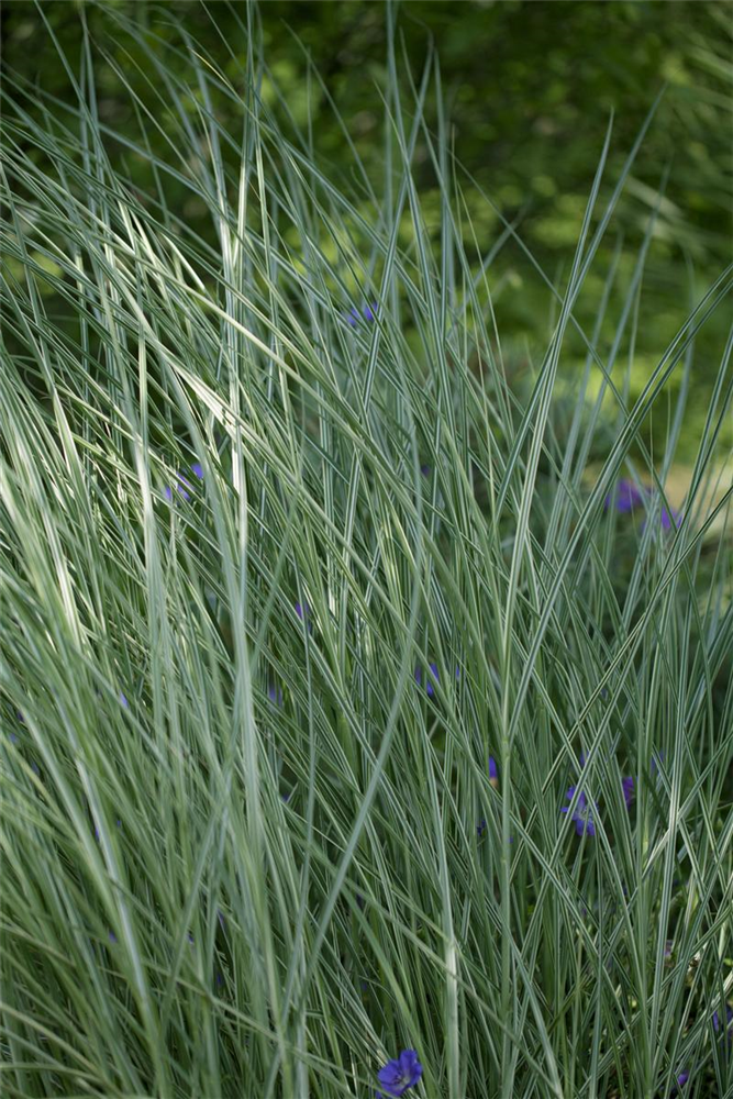 Garten-Chinaschilf