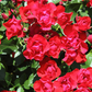 Beetrose 'Black Forest Rose'®