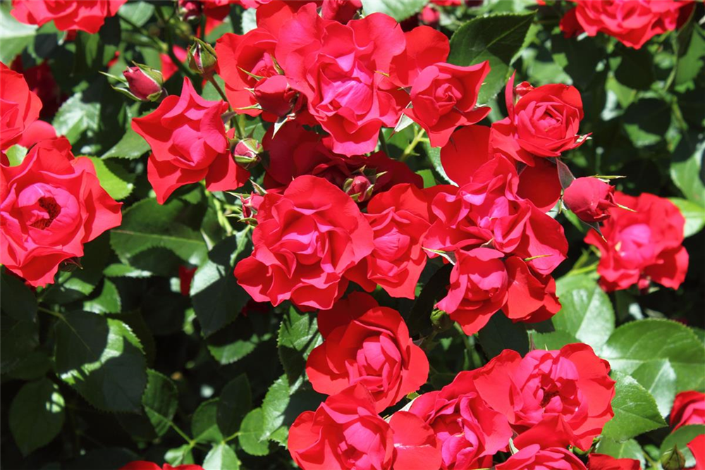 Beetrose 'Black Forest Rose'®