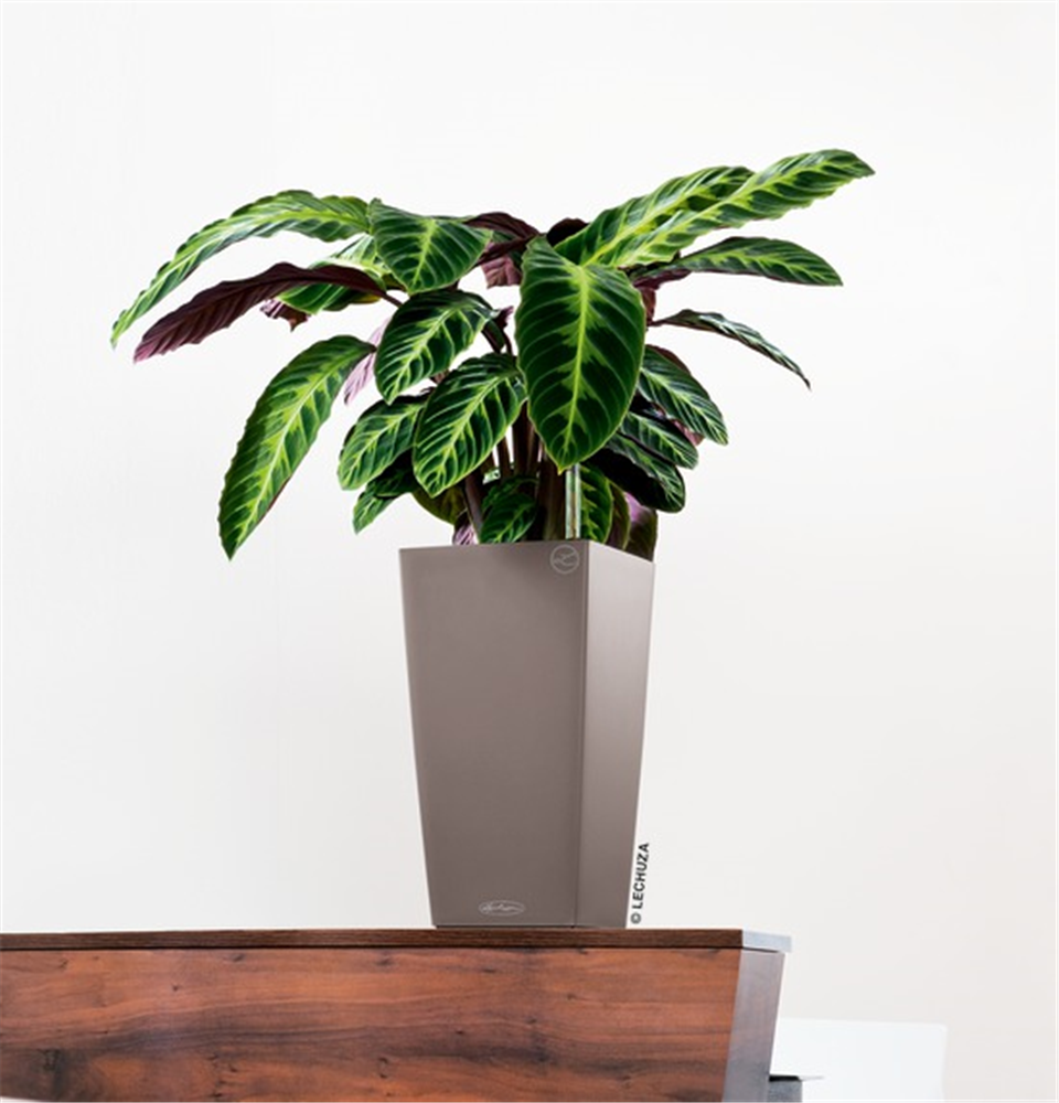 LECHUZA CUBICO Color 22