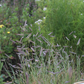 Bouteloua gracilis