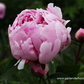Garten-Pfingstrose 'Sarah Bernhardt'