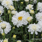 Großblumige Garten-Margerite 'Victorian Secret'