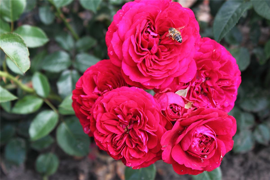 Beetrose 'Bordeaux'®