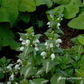 Lamium maculatum 'Album'