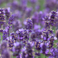 Lavandula angustifolia 'Hidcote Blue'