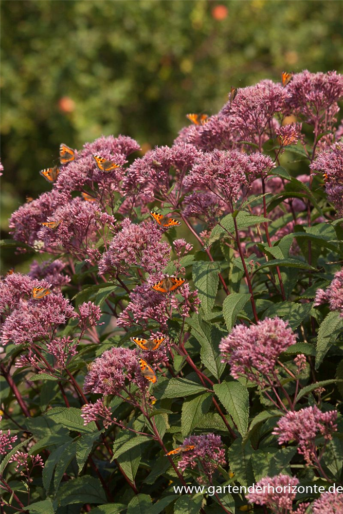 Großer Garten-Wasserdost 'Glutball'