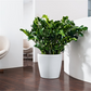 LECHUZA CLASSICO Color 43
