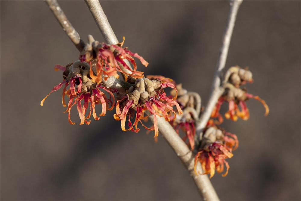 Zaubernuss 'Diane'