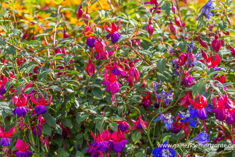 Fuchsie