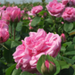 Englische Strauchrose 'Gertrude Jekyll'®