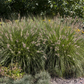 Garten-Federborstengras 'Hameln'