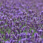 Lavandula angustifolia 'Hidcote Blue'
