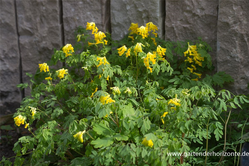 Corydalis lutea