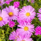 Kissen-Aster
