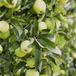 Apfel 'Golden Delicious'