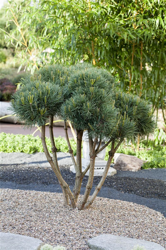 Silberkiefer 'Watereri'