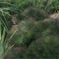 Garten-Zypressen-Wolfsmilch 'Fens Ruby'