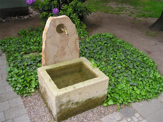 Hedera helix 'Grünpfeil', 12er Set