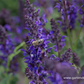 Garten-Blüten-Salbei 'Mainacht'