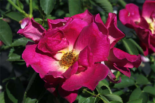 Bodendeckerrose 'Weg der Sinne'®