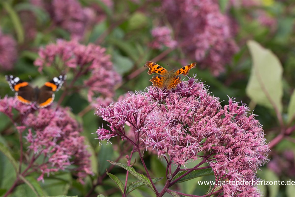 Großer Garten-Wasserdost 'Glutball'