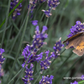Lavandula angustifolia 'Hidcote Blue'