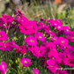 Aubrieta x cult.'Regado Red'