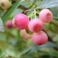 Heidelbeere 'PinkBerry'®