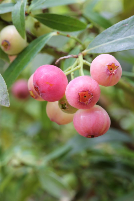 Heidelbeere 'PinkBerry'®