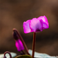 Cyclamen coum 'Rose Silverleaf'