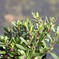 Hyssopus officinalis ssp.aristatus