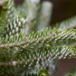 Koreatanne 'Silberlocke'