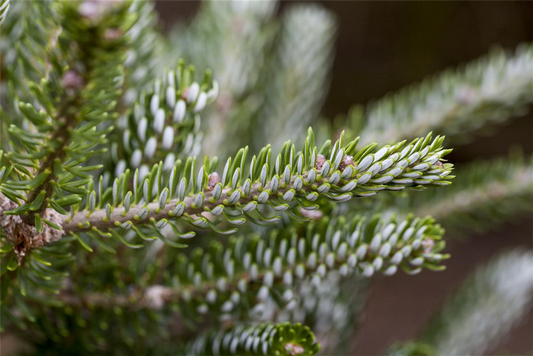 Koreatanne 'Silberlocke'
