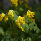 Corydalis lutea