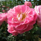 Zwergrose 'Charmant'®