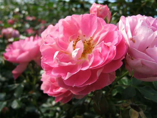 Zwergrose 'Charmant'®