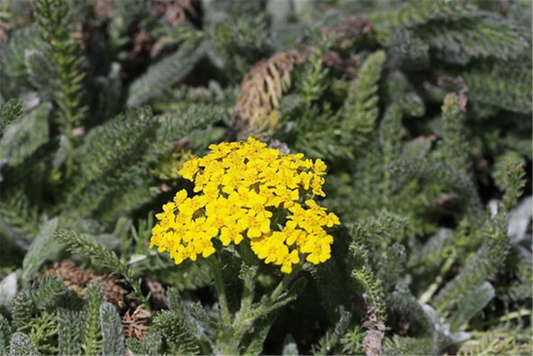 Garten-Teppich-Garbe 'Aurea'