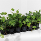 Hedera helix 'Green Ripple', 12er Set