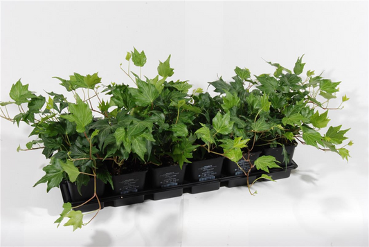 Hedera helix 'Green Ripple', 12er Set