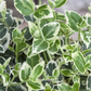 Euonymus fortunei 'Emerald'n Gaiety'