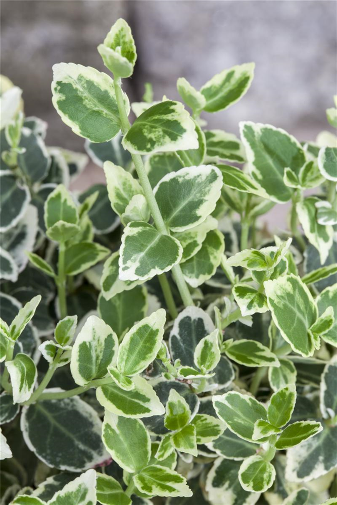 Euonymus fortunei 'Emerald'n Gaiety'