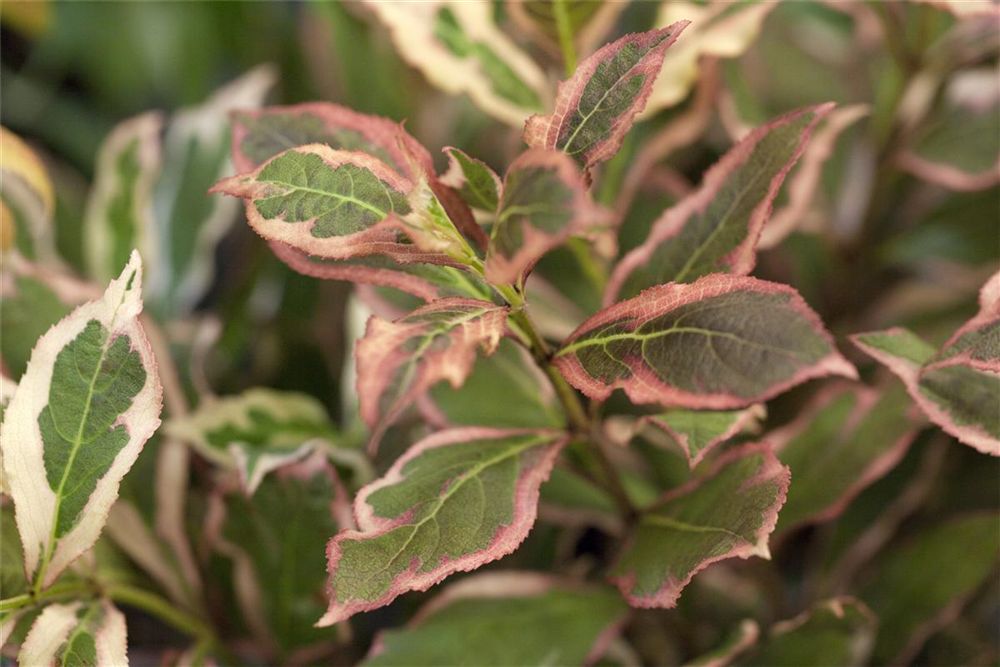 Weigela florida 'Monet'®