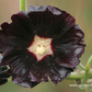 Garten-Stockrose 'Nigra'